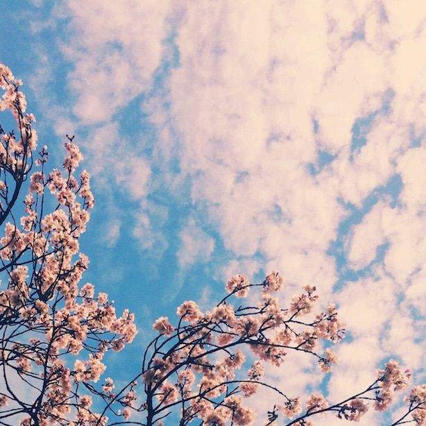 Blossom Watch - London Blossom Watch - London Blossom Watch - London Blossom Watch - London
