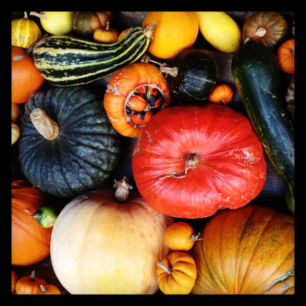 From the seasonal veggie patch