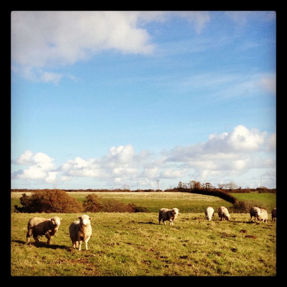 Sheep at The Lost Gardens of Heligan