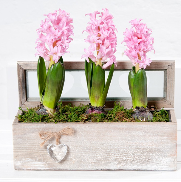 Debenhams Mother's Day Flowers