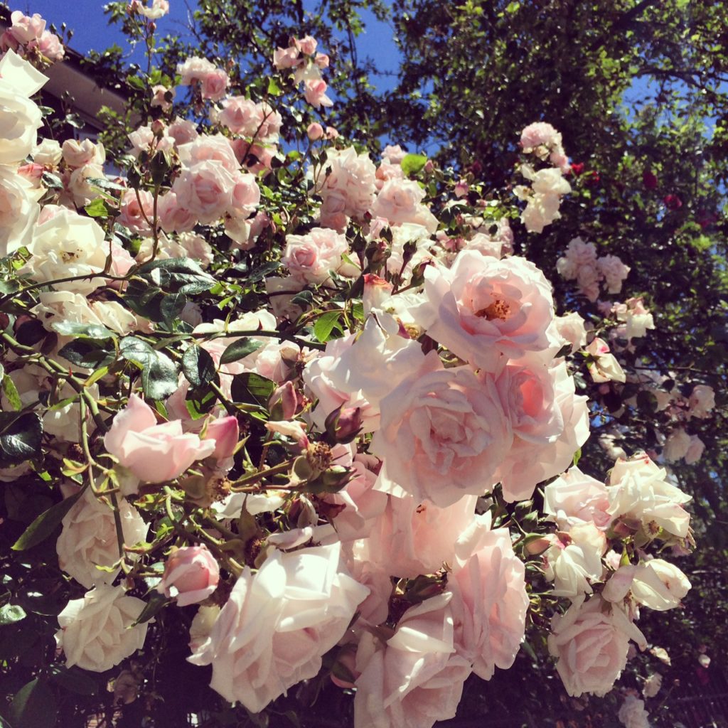 Stunning roses are bursting out all over Portobello Road