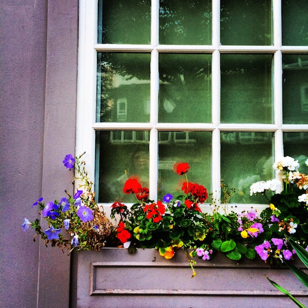 Flowers in the window outside The Cow on Westbourne Park Road