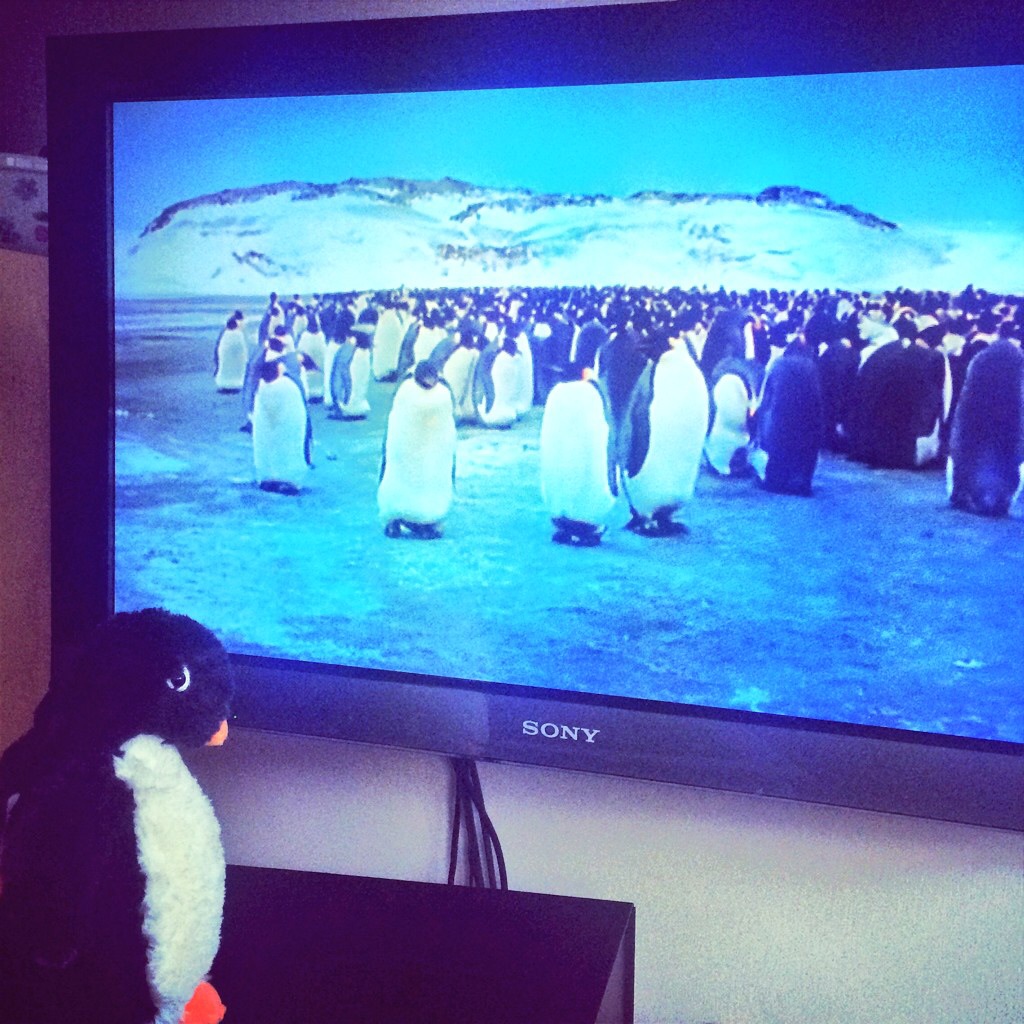 Monty The Penguin