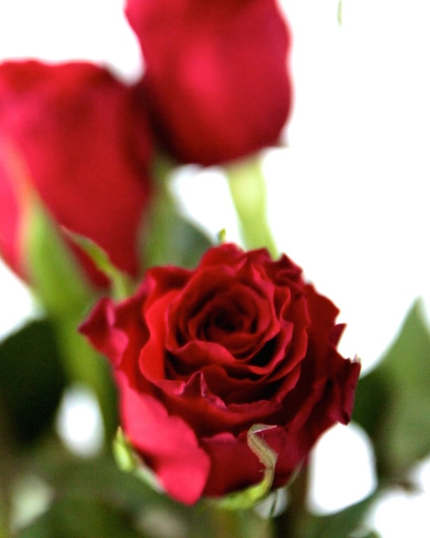 Bloom and Wild Flower Delivery