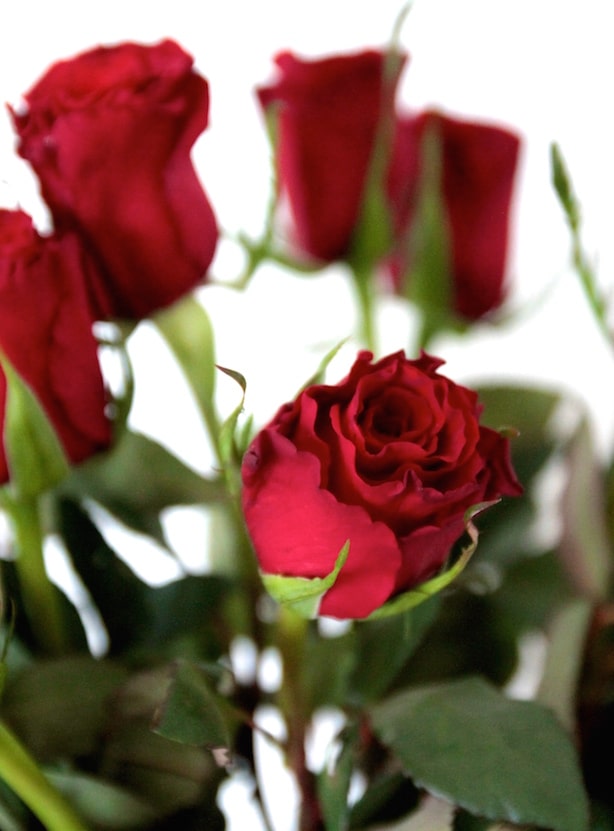 Bloom and Wild Flower Delivery