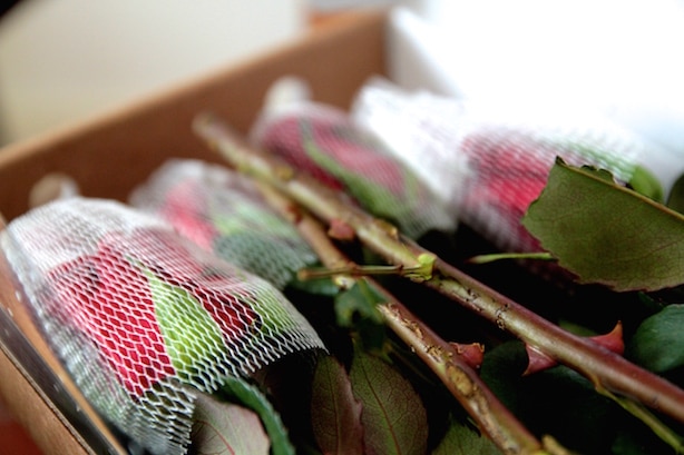 Bloom and Wild Flower Delivery