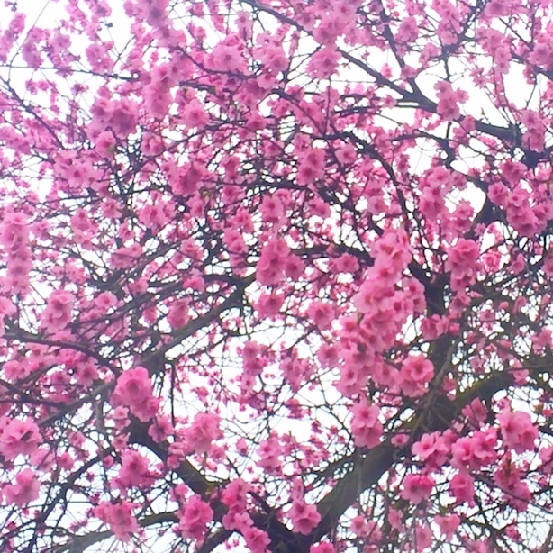 Pink Blossom