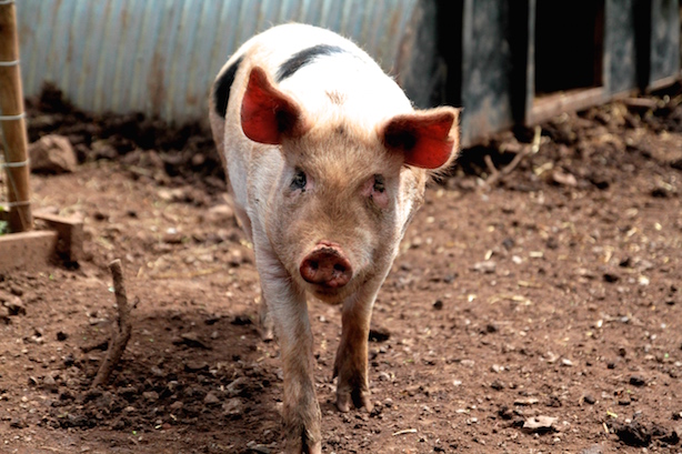 Pig