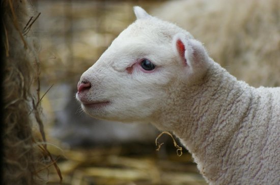 Deen City Farm