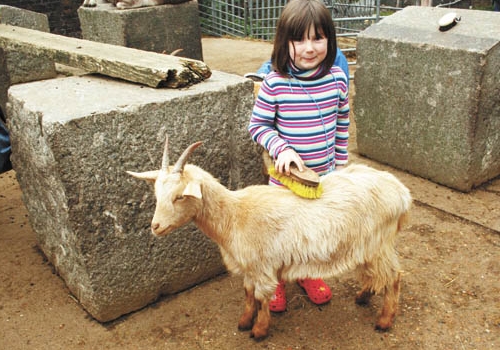 Kentish Town City Farm