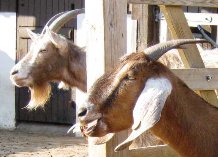 Surrey Docks City Farm