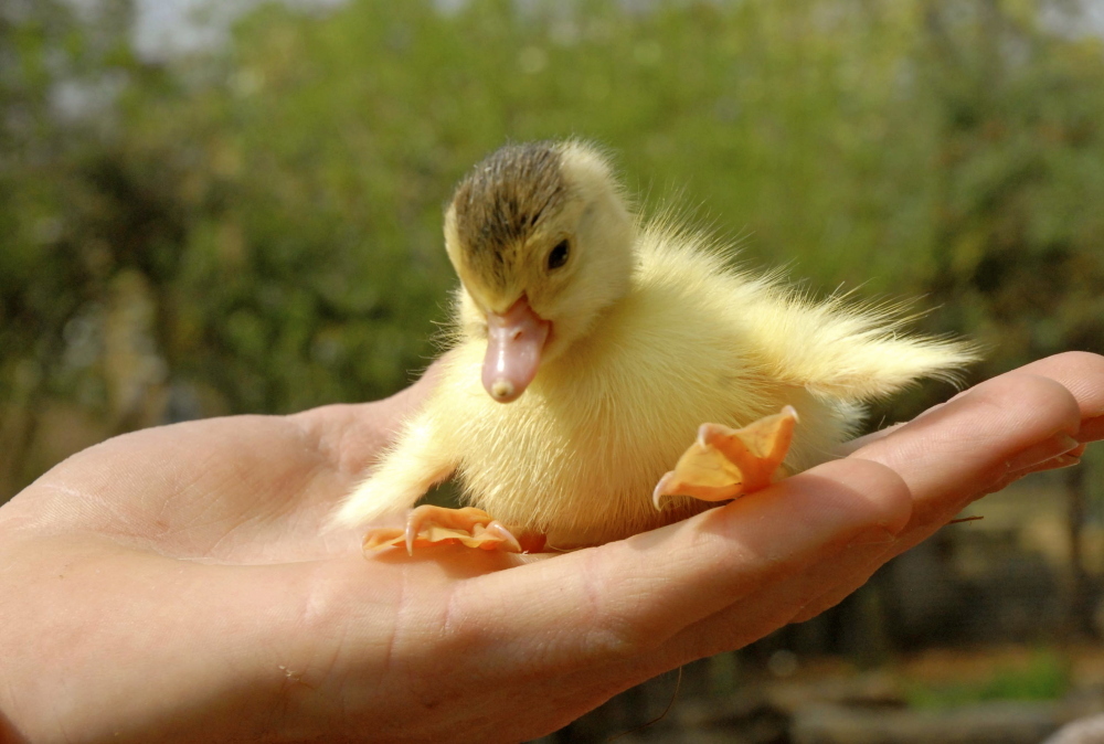 Vauxhall City Farm