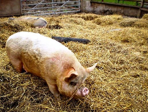 Hackney City Farm