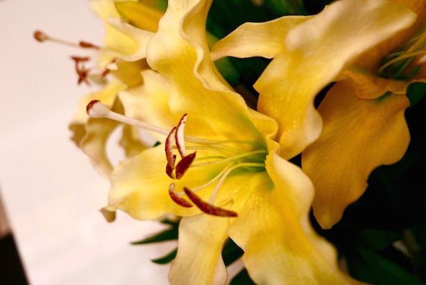 Yellow flowers