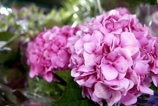 Kensington Flower Corner