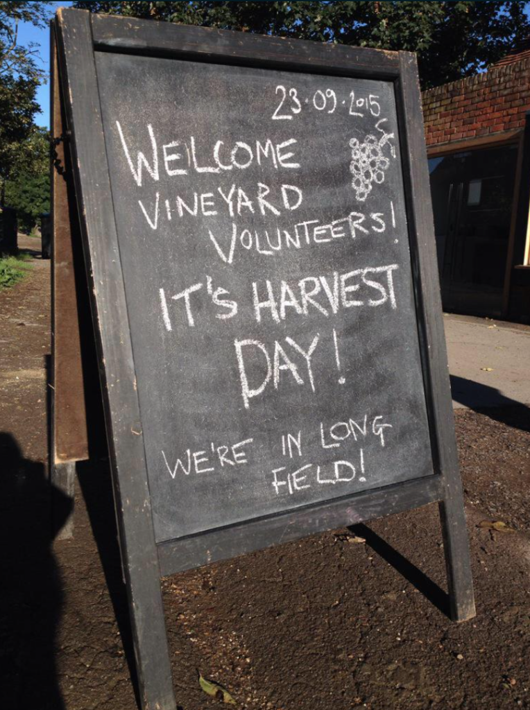 Forty Hall Vineyard