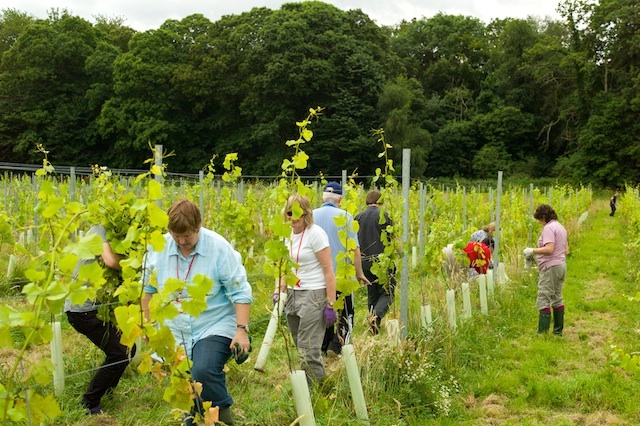 Forty Hall Vineyard