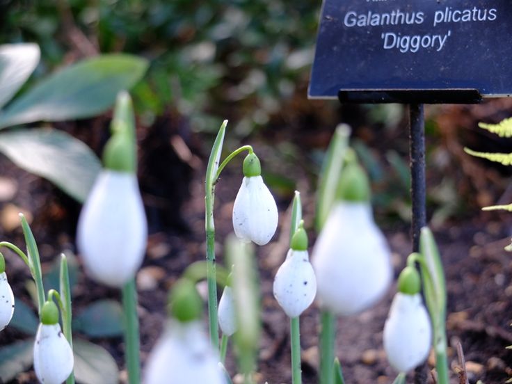 Snowdrops at Chelsea Physics Garden