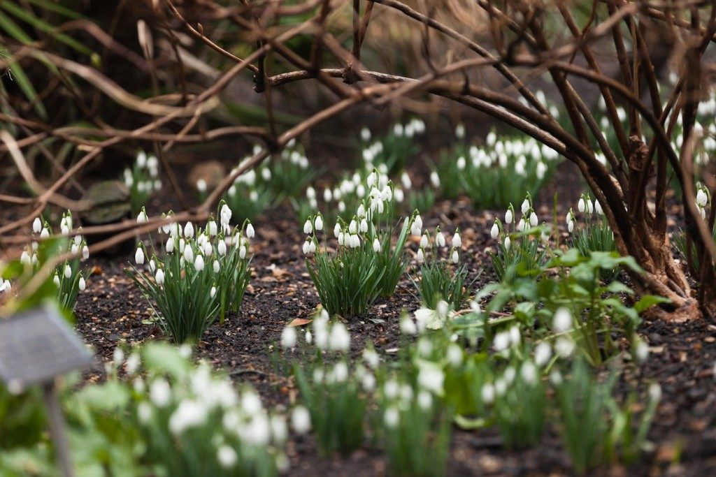 snowdrops chelsea physics garden