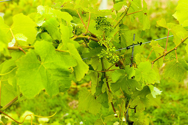 Forty Hall Vineyard