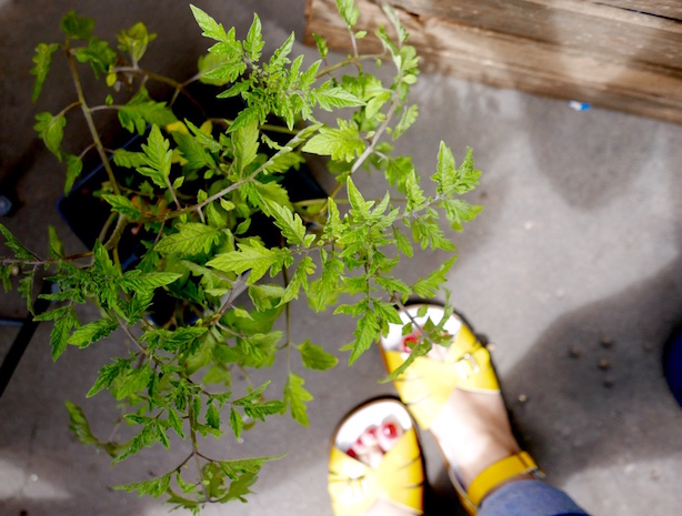 Fresh mint - Wyevale Garden Centre