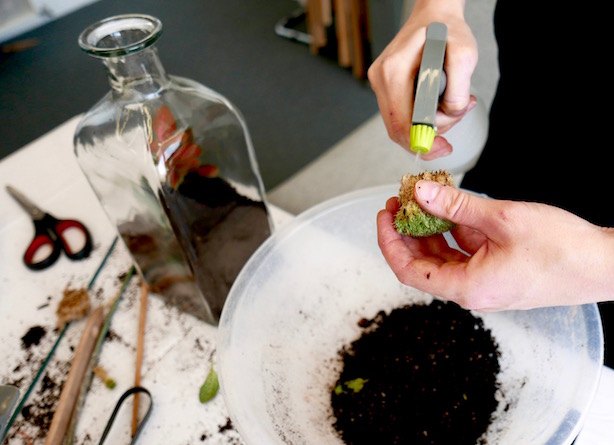 London Terrariums
