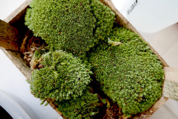 London Terrariums