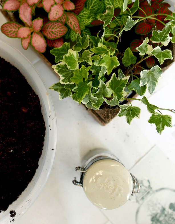 London Terrariums