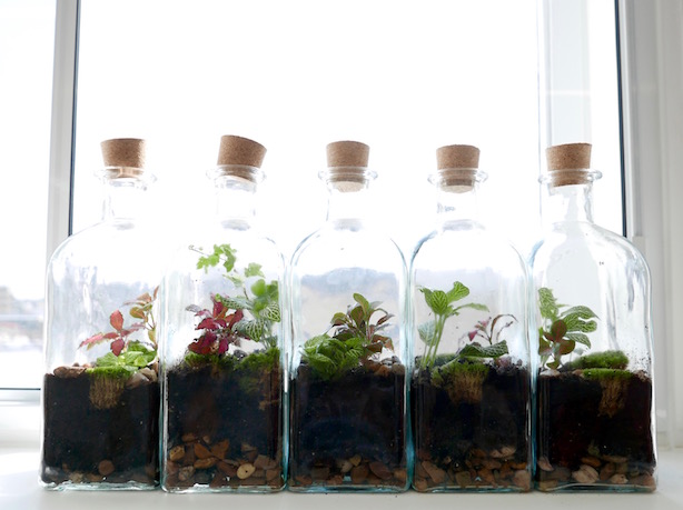 London Terrariums