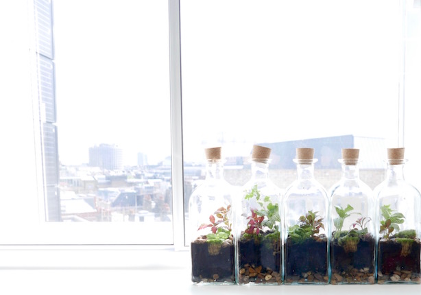 London Terrariums
