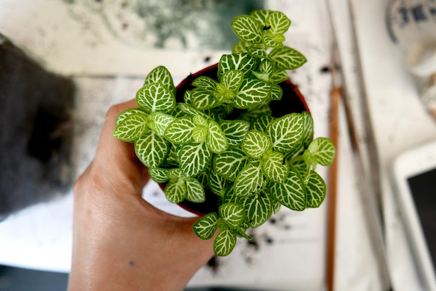 London Terrariums