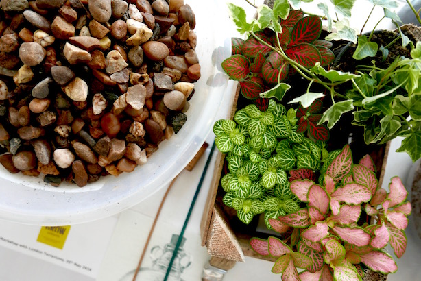 London Terrariums
