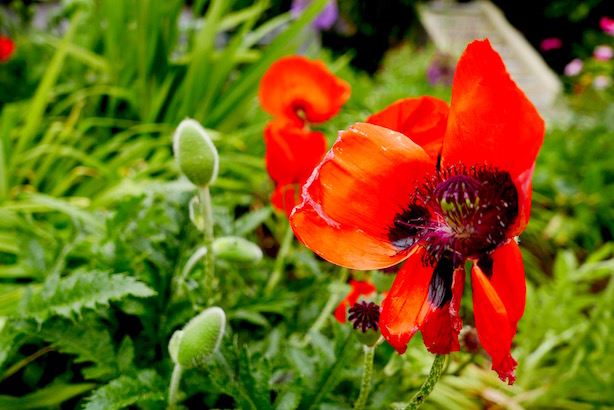 Kensington Roof Gardens