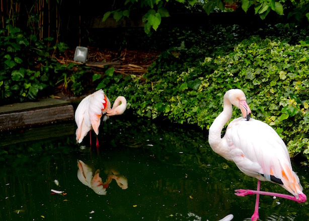 Kensington Roof Gardens