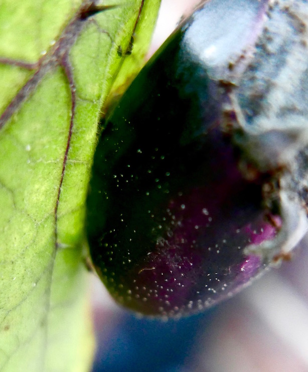 Grow Your Own Wyevale