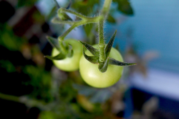 Grow Your Own Wyevale