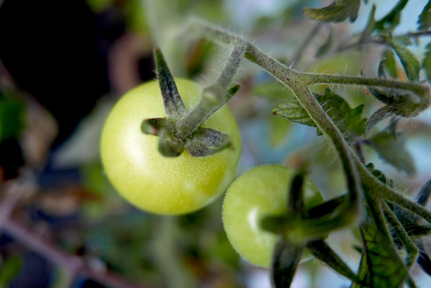 Grow Your Own Wyevale