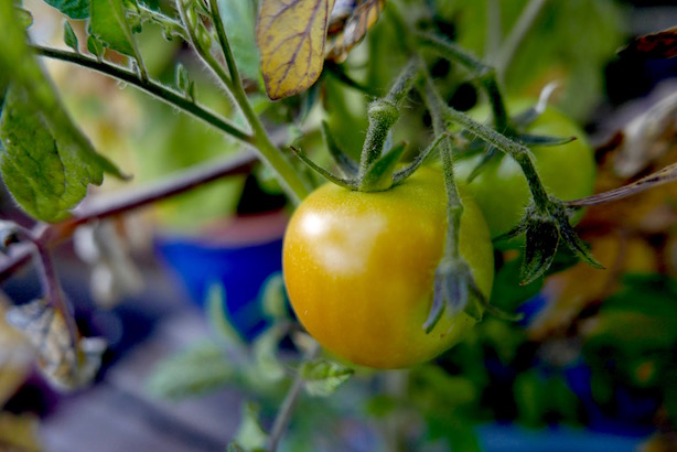 Grow Your Own Wyevale