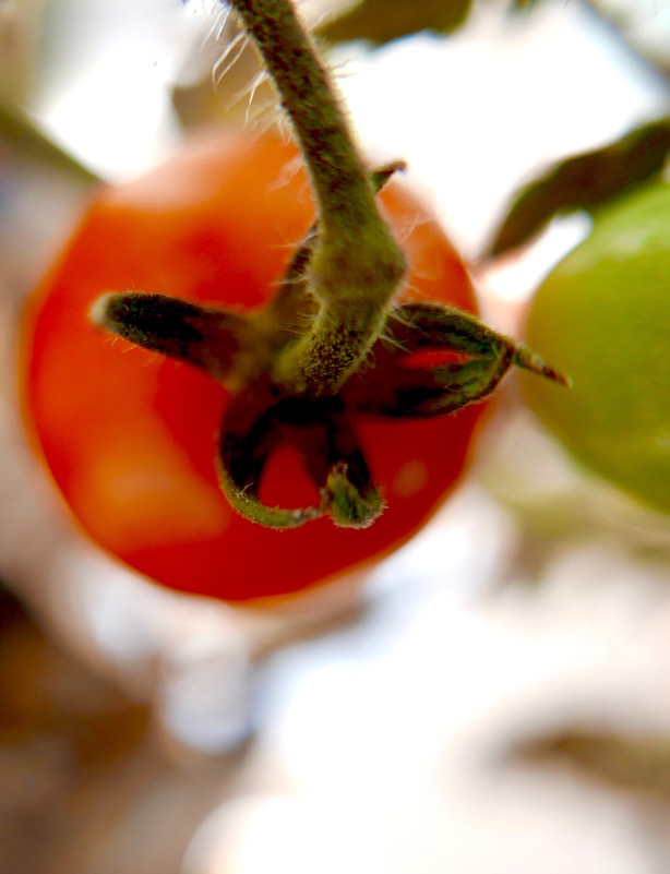 Grow Your Own Wyevale