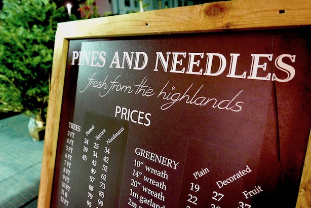 Poppy-Loves-Pines-Needles-13