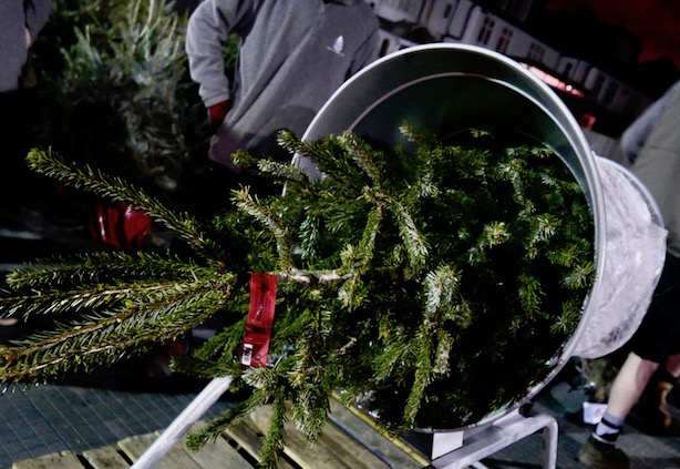 Poppy-Loves-Pines-Needles-2