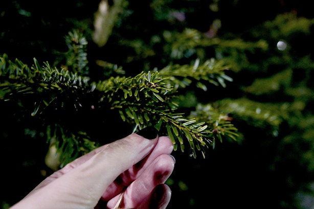 Poppy-Loves-Pines-Needles-2