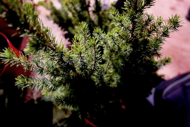 Poppy-Loves-Pines-Needles-13