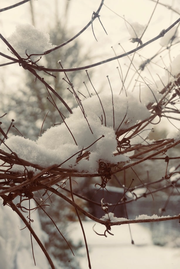 Snow-on-branches-London