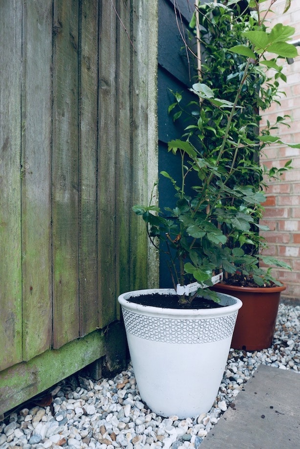 Poppy-Loves-Homebase-AFTER-36
