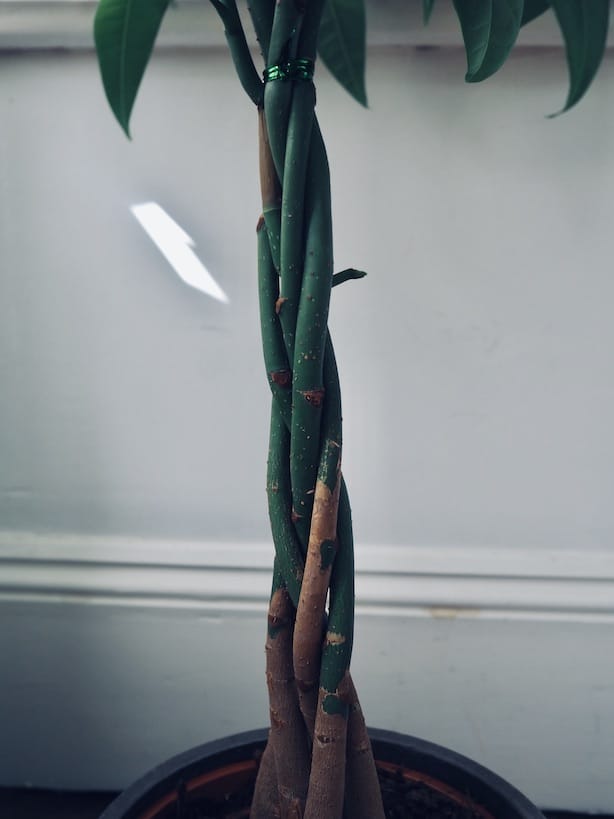 The Stem