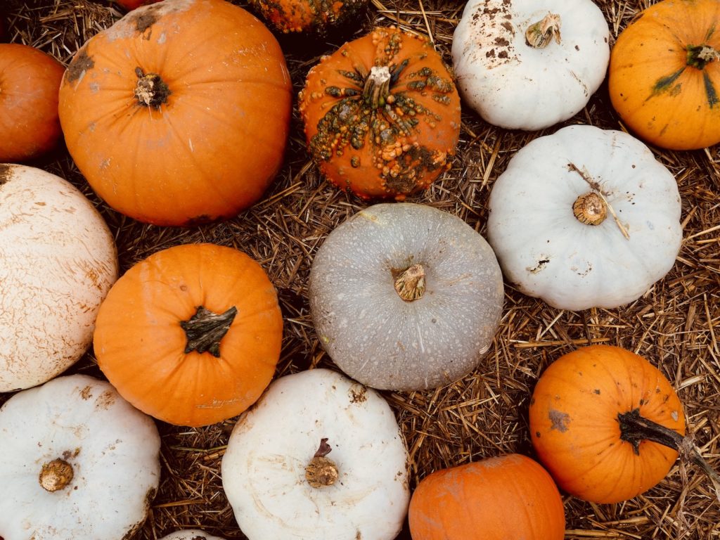 Pumpkin-Picking-Near-London