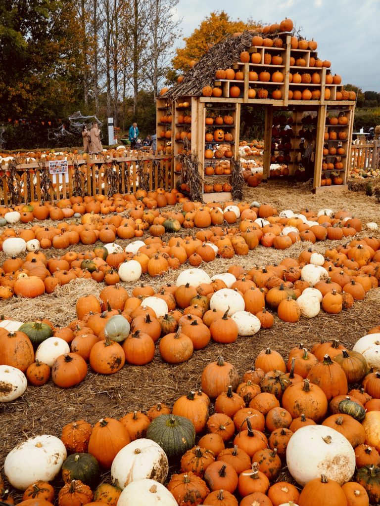 Cammas Hall Farm Pumpkins