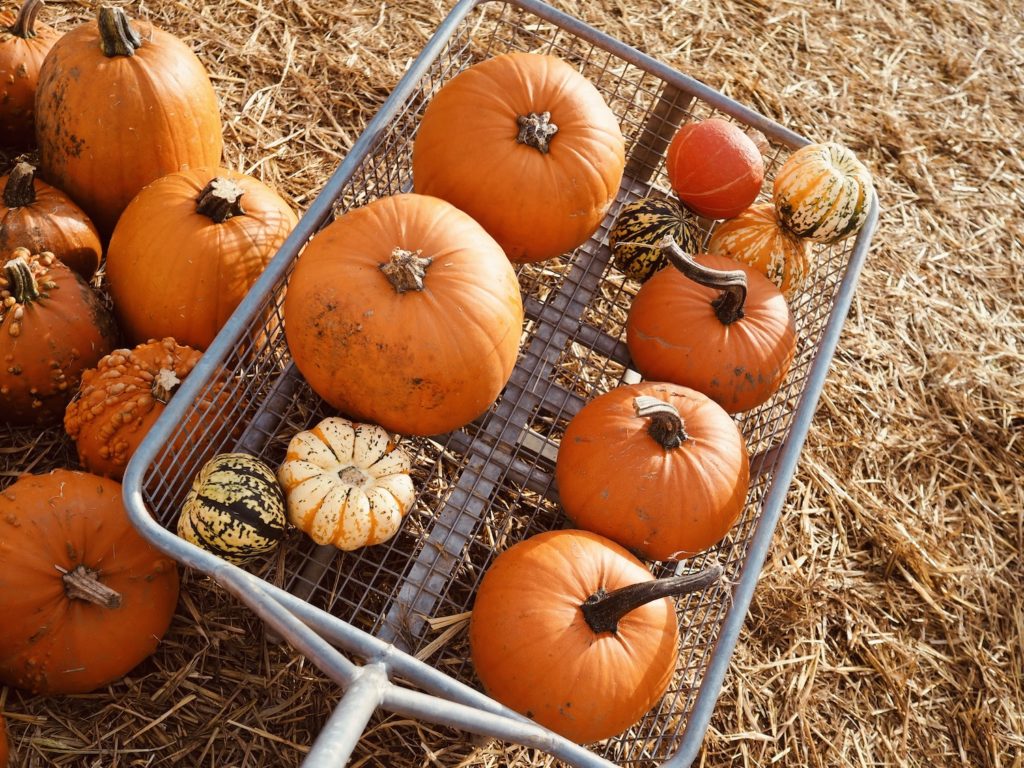 Pumpkin-Picking-Near-London