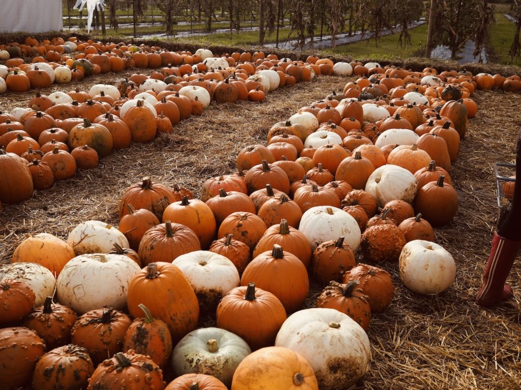 Pumpkin-Picking-Near-London